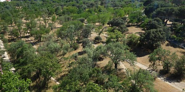 29. Pohled z lanovky, El Campo, zelené plíce Madridu