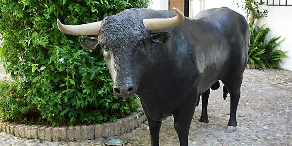 50. Před muzeem býčích zápasů, Cordoba
