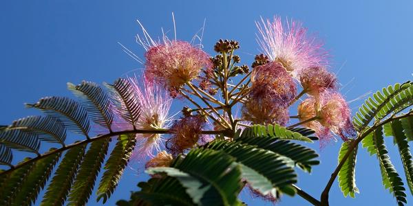 63. Albizia, Cordoba