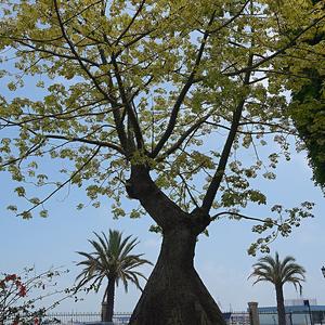 86. Mladá ceiba, Cádiz