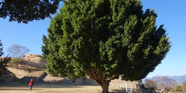 126. Monte Albán, Ficus benjamina