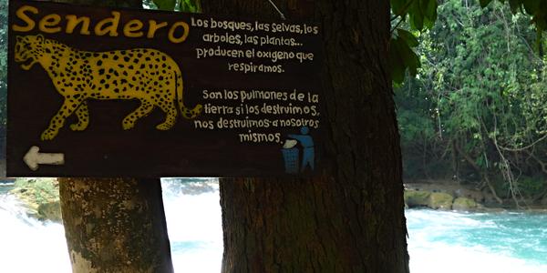 203. Agua Azul. Chraňme jaguára