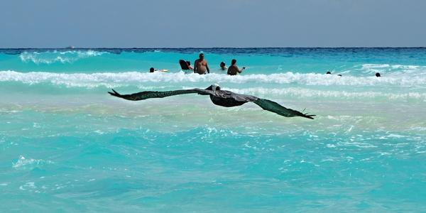275. Cancún, pelikán 4