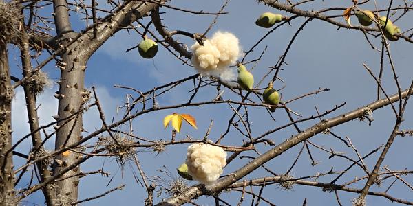 097. Ceiba pentandra