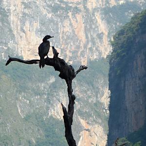 140. Kormorán v kaňonu Sumidero