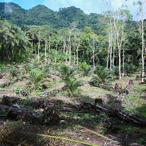 174. Chiapas, prales ustupující olejové palmě