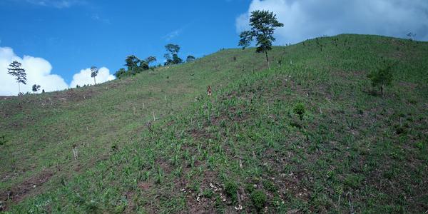 177. Kukuřice na místě pralesa, Chiapas