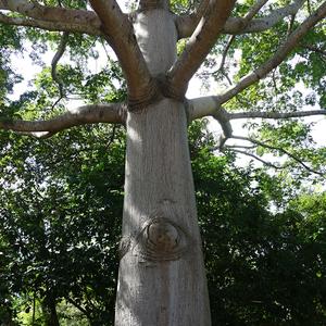 235. Posvátná ceiba v Kabahu