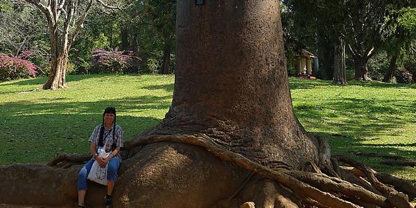 122. Agathis robusta, arboretum Peradeniya