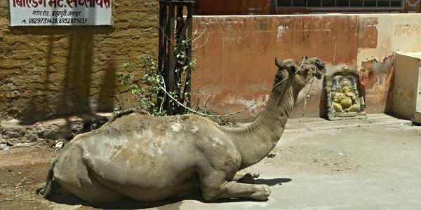 116. Jaipur, cestou do Gaitoru