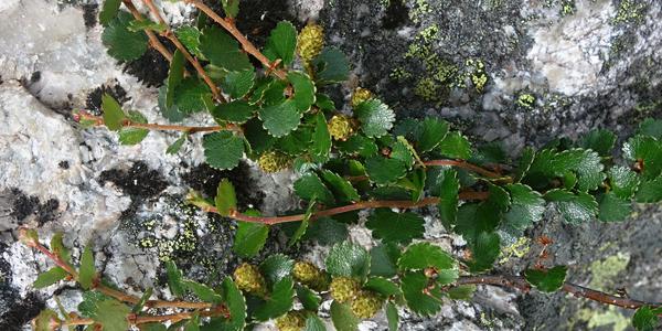 010. Bříza trpasličí, Betula nana