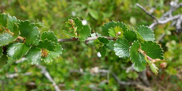 051. Bříza trpasličí, Betula nana
