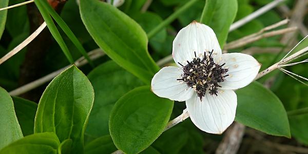 052. Dřín švédský, Cornus suecica