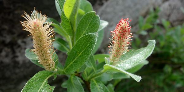054. Vrba síťnatá, Salix reticulata