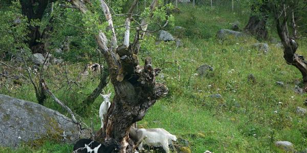 079. Pod ledovcem Briksdalsbreen