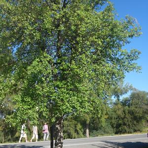 33. Dub korkový, Quercus suber, z NP Los Arcornocales 1