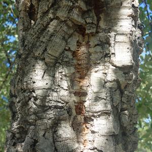 33. Dub korkový, Quercus suber, z NP Los Arcornocales 3