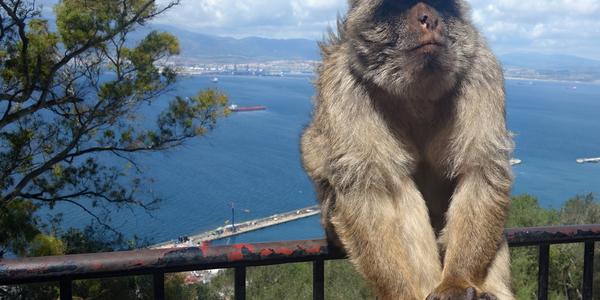 46. Makakové na Gibraltaru 1