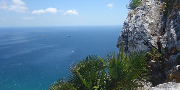 46. Žumara nízká, Gibraltar