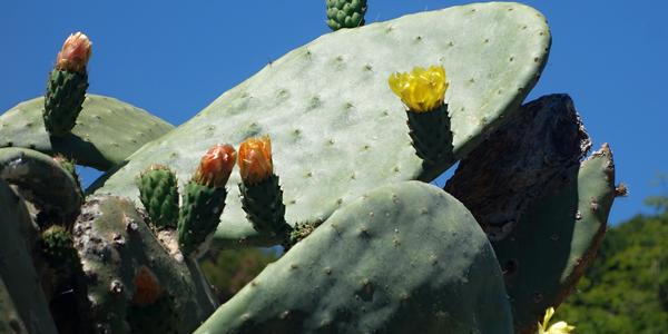 66. V parku La Paloma, Benalmadena 2
