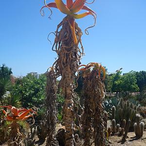 66. V parku La Paloma, Benalmadena 3