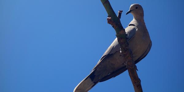 66. V parku La Paloma, Benalmadena 5