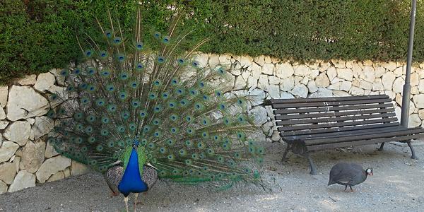 68. V parku La Paloma, Benalmadena