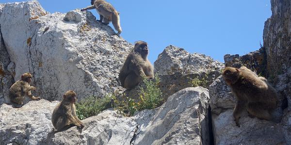 9. Makakové na Gibraltaru 6