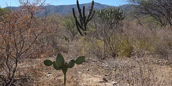 067. V rezervaci Tehuacán-Cuicatlan 11