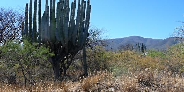 067. V rezervaci Tehuacán-Cuicatlan 2