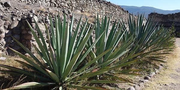 090. Agáve mezcalová, Mitla