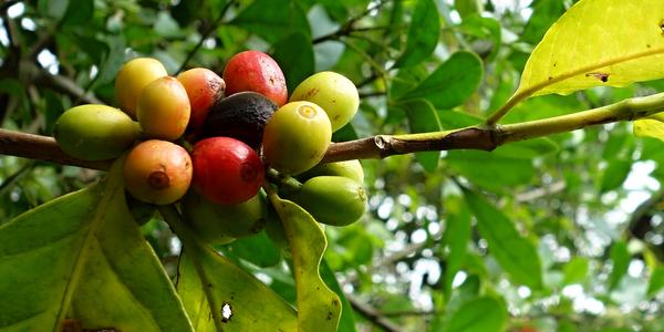 113. Coffea arabica, Ocosingo