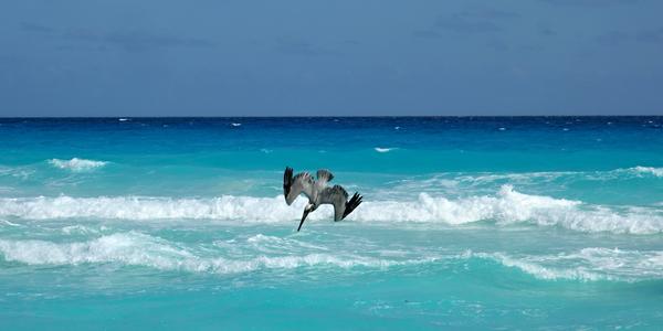 162. Pelikán v Cancúnu