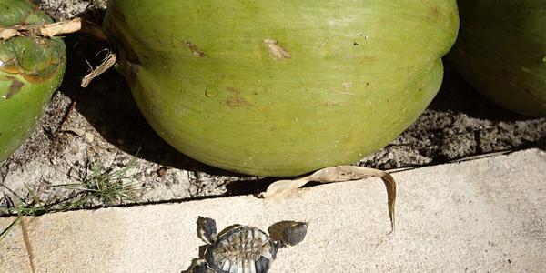 163. Mořské želvy dosud kladou vejce i na plážích Cancúnu