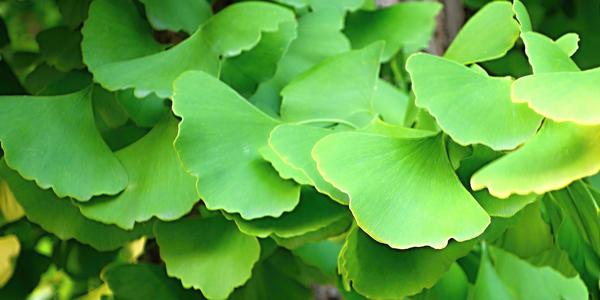 065. Peking, gingko biloba