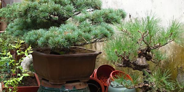 105. Suzhou, Zahrada mistra rybářských sítí