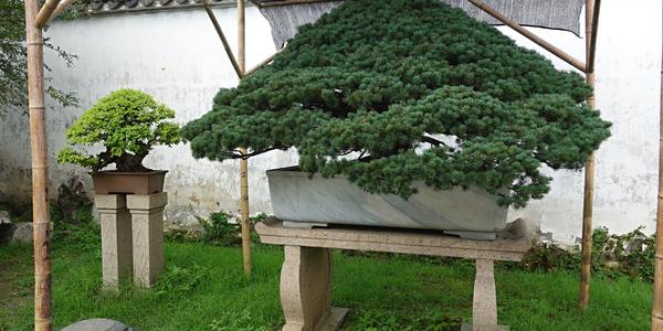 112. Suzhou, Zahrada skromného úředníka