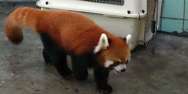 215. Šanghaj, ZOO, panda červená