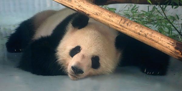 217. Šanghaj, ZOO, panda velká