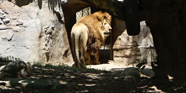 219. Šanghaj, ZOO