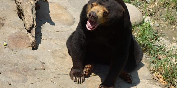 220. Šanghaj, ZOO