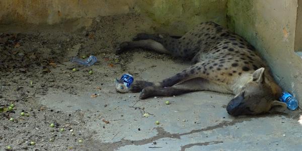 222. Šanghaj, ZOO, Číňané jsou velmi neukáznění