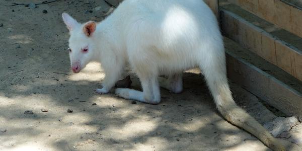 229. Šanghaj, ZOO, albín klokana