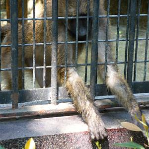 238. Šanghaj, ZOO, mříže jsou pořád mříže