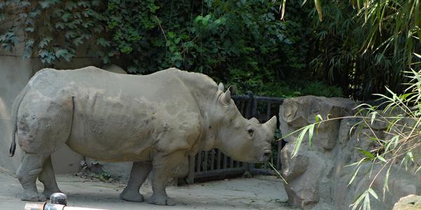 239. Šanghaj, ZOO, vzácný nosorožec