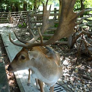241. Šanghaj, ZOO