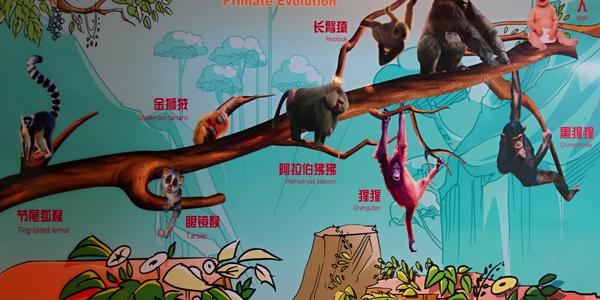 244. Šanghaj, kvalitní info tabule po celé ZOO