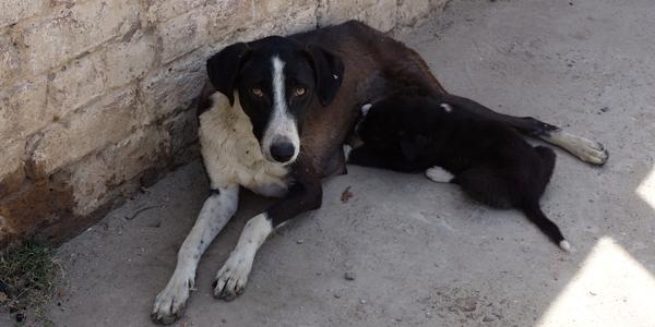 038-Mathura, kojící fena