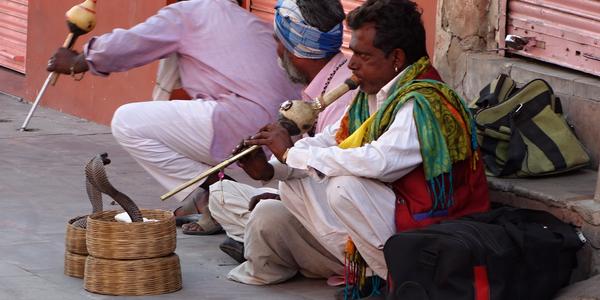 067-Jaipur, předvádt kobry je již zakázané