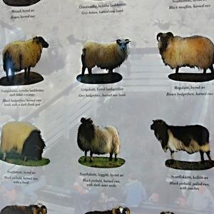 061-170422-Reykjavík, islandské ovce